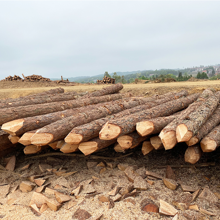 護坡用松木樁供應(yīng)商廠家哪里有？